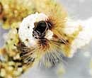Architect: The sea-dwelling sandcastle worm. Fred Hayes/The University of Utah via NYT