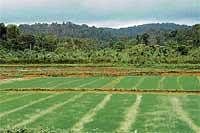 Question of Land: The Jamma lands had wetland for growing paddy and the adjoining highland called Bane land,  used for cattle grazing, have now been converted into coffee estates. File Photo
