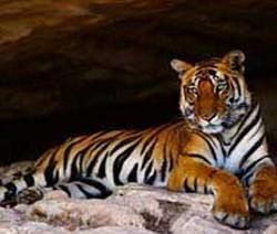 States asked to phase out tourism from tiger habitats