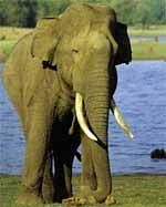 Elephant population on the rise in TN