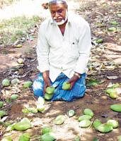 A mango farmer surveys the loss in his farm due to rain and hailstorm. DH PHOTO