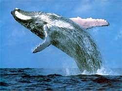 IWC proposes allowing Japan to hunt 120 whales a year