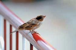 Lost home:  A rare sight of a sparrow perched on a balcony. DH photo