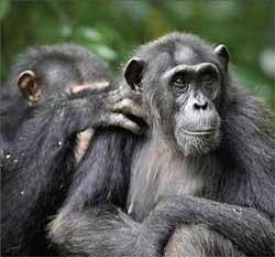 Chimpanzees 'grieve for loved ones'