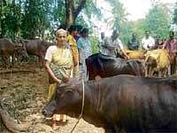 All Lost: The family members of Gregory Patrao with their cows and buffaloes at the  demolished site at Kalavar near Mangalore on Saturday.Mary Patrao (extreme left). DH Photo