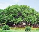 Legacy lives on:  The massive silk-cotton tree in Lalbagh is believed to have been planted in Tipus time. Photo by Meera Iyer