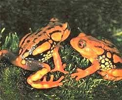 New bright-reddish orange coloured frogs Raorchestes resplendens which were discovered from the highest mountain peak of Western Ghats of India. PTI