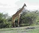 Wildlife: Several species including giraffes can be spotted in the  reserve. photos  by author