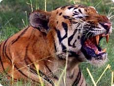 Sariska to get two more tigers