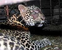 Hand-raised clouded leopard cubs radio-collared in Assam