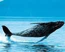 Huge impact: Whales are not just charismatic, but also play an important role in the carbon cycle.