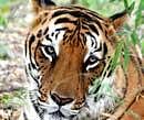 Nuapada district boycotted the tiger census fearing danger of Maoists presence