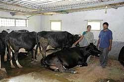 Manju and Ratna in their cattle shed. DH Photo