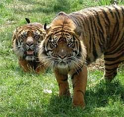 Kaziranga: High tiger density may be due to habitat loss