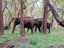 Elephants in Bhadra Reserve Forest in Chikmagalur. DH file photo