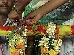 The frogs being married in a traditional manner at Chamarajnagar on Sunday.