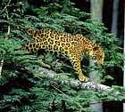 Corridor of certainty Costa Rica and other countries have begun identifying and protecting corridors for jaguars.