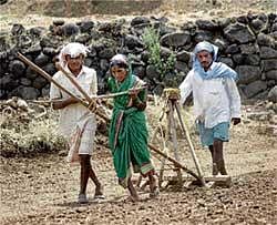 A farmer couple pulling a plough while tilling a land at a village near Karad in Maharashtra on Monday. PTI