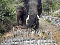A barrier of steel pegs laid to prevent entry of elephants into fields. DH photo