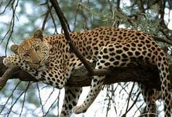 Leopards battling for survival, 160 killed this year so far