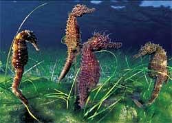 530 seahorses bred and released in TN