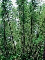 The bamboo bushes in Bhadra reserve forest. DH photo