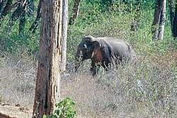 An elephant sighted in the forest during the elephant census. DH photo