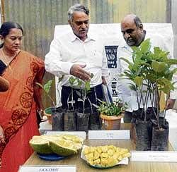 ITs special: Assistant Professor Shyamalamma S,  Division of Horticulture, University of Agricultural Sciences, Bangalore, and Dean Dr K Narayana Gowda display a special variety of jackfruit at GKVK campus in Bangalore on Wednesday. DH Photo