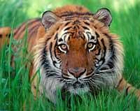 Sunderbans tigers frequently straying to nearby villages