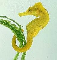 Maha's proposal to use seahorses for research rejected
