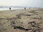 The oil deposits found on the shores of beach in Surathkal.