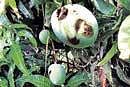 Mango crop infected by pests at a mango orchard near Srinivaspur. DH Photo