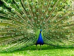 Peacocks fall prey to heatwave in UP