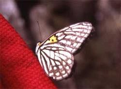 Massive decline in butterflies in Himalayas
