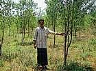 Farmer Ravikumar showing sandalwood sapling in his garden at Aladahalli in Birur hobli.  dh photo