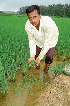 Azolla Rice