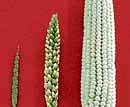 Teosinte (left), maize (right) and a hybrid ear of corn in the centre. John Doebley via The New York Times