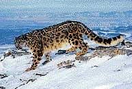 WWF establishes presence of snow leopard in Uttarakhand