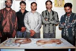In the net: Sampigehalli police arrested five persons and seized two red sand boa snakes in Bangalore on Tuesday and rescued a boy kidnapped by them. DH photo
