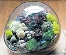 Miniature garden: Terrarium created by Katy Maslow and Michelle Inciarrano in New York. (Robert Wright/The New York Times)