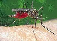 58 malaria cases reported in Mulbagal taluk