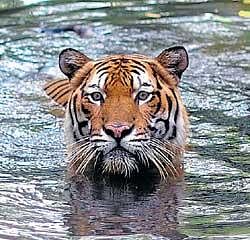 Manas Reserve gets software to conserve tigers