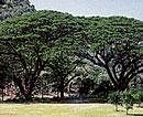 The BBMP has taken rain tree out of its list of species selected for an afforestation programme.
