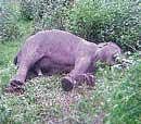 Elephant Lambodara which died at Dubare elephant camp on Monday. dh photo