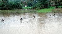 People engaged in fishing in the artificially flooded area at Kodakal near Kannur on the outskirts of Mangalore on Monday. DH Photo