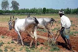 Methodical: A farmer ploughing land across the slope at a field near Srinivaspur. Experts suggest this method which helps in retaining moisture of soil. DH photo