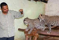 Leopard cubs playing with Deputy Forest Conservator S S  Lingaraja at his house in Bhadravati. DH Photo