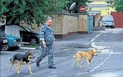 Gearing up: A guard with two sniffer dogs patrols the perimeter of the Lefortovo prison in Moscow on Thursday. AP