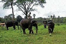 Tamed elephants in Dubare camp near Kushalnagar are undergoing practice sessions to play football.  DH Photo