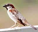 Save the sparrows before it's too late